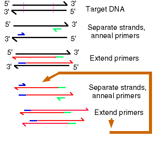 Schematic of Polymerase Chain Reaction. Detection of DNA sequence product of 