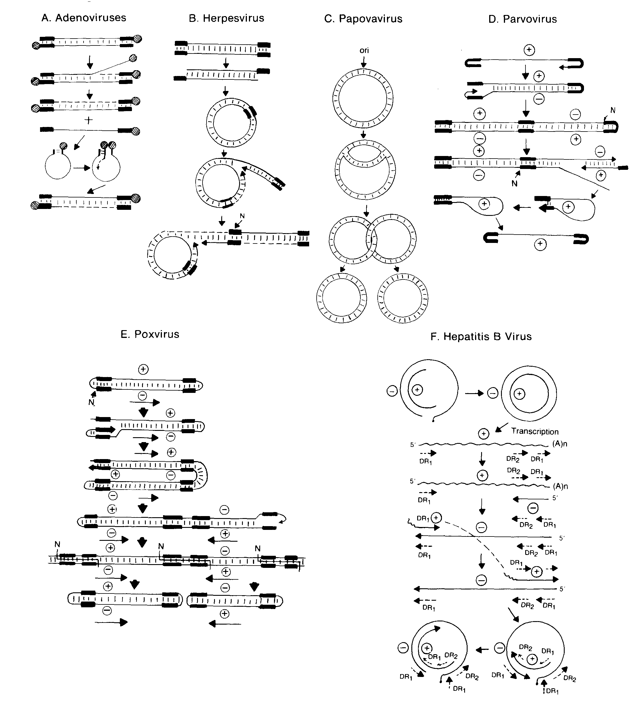 Describe The Life Cycle Of An Enveloped Virulent Dna Animal Virus