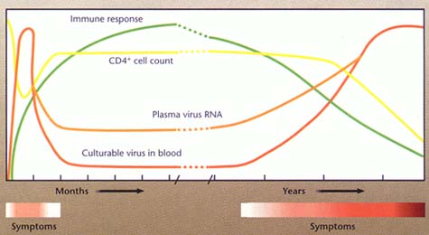 cd4 count hiv