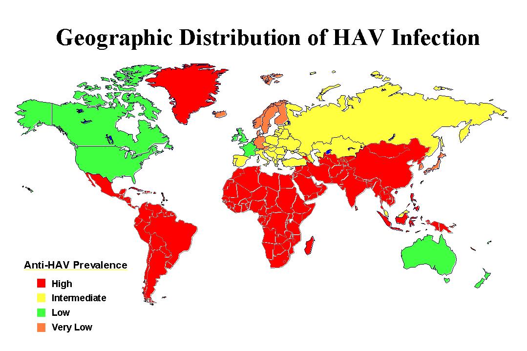 most common vector of hepatitis a transmission