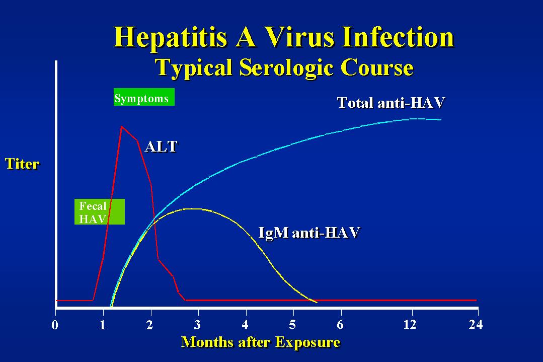 Hepatitis A Virus, Hepatitis A Virus Infection, HAV Infection